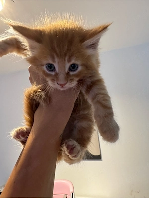 Maine Coon Kitten 