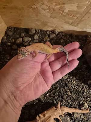 leopardgeckos 2 zusammen 