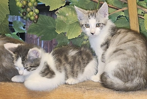 verkaufe 2 maine coon mix kitten 