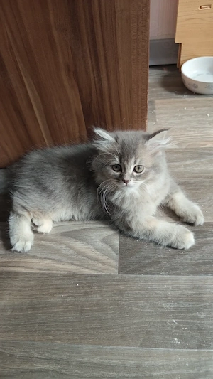 Blh Kitten Letztes Weibchen sucht ein neues Zuhause 