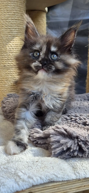 Typvolles Maine Coon Mädchen Black Tortie Smoke