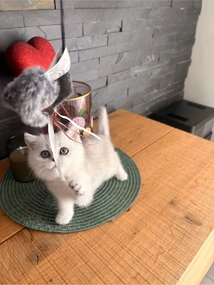 Reinrassige BKH Kitten (Abgabe ab 2.10.2026