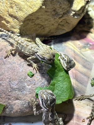 Zwergbartagamenbabys