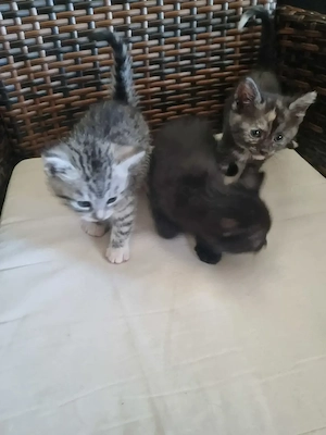 Süsse Kitten suchen neues Zuhause