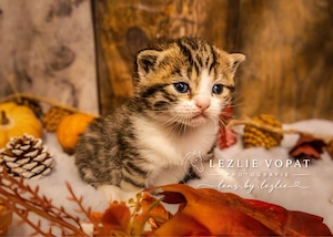 Britisch Kurzhaar Kitten   
