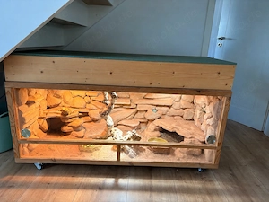 Bartagame mit Terrarium