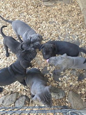 Reinrassige Cane Corso Welpen FCI  IKU  Bild 7