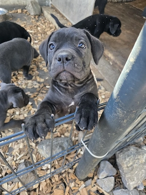 Reinrassige Cane Corso Welpen FCI  IKU  Bild 8