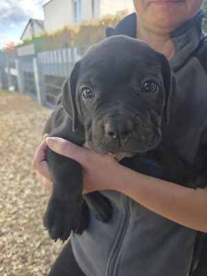Reinrassige Cane Corso Welpen FCI  IKU  Bild 9