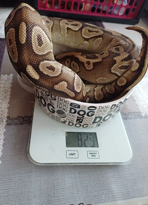 Doppelhets AxaVPI Desertghost 