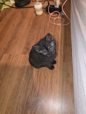 baby Katze    
