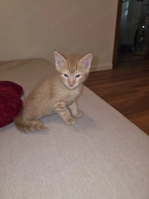 süße Babykatzen 