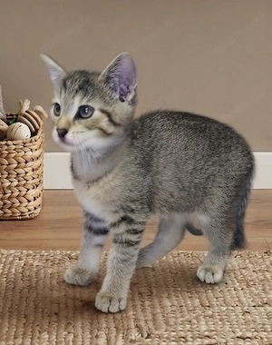 Süßer kleiner Kater (letztes Kitten aus liebevoller Aufzucht) sucht sein Traumzuhause!