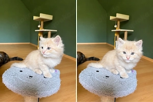 Maine Coon mix kitten