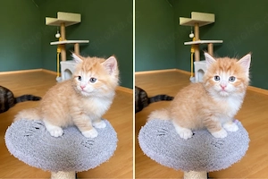 Maine Coon mix kitten