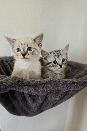 Kitten Mix zum verlieben 