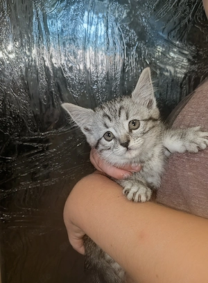 Kitten Mix zum verlieben  Bild 5