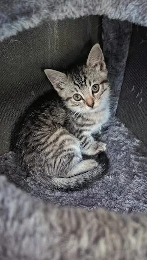 Kitten Mix zum verlieben  Bild 4