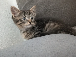 Kitten Mix zum verlieben  Bild 6