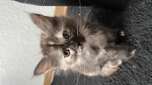Maine Coon darf ab sofort ausziehen 