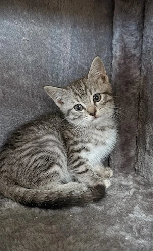 Kitten Mix zum verlieben  Bild 3