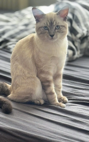 Kitten Mix zum verlieben  Bild 10
