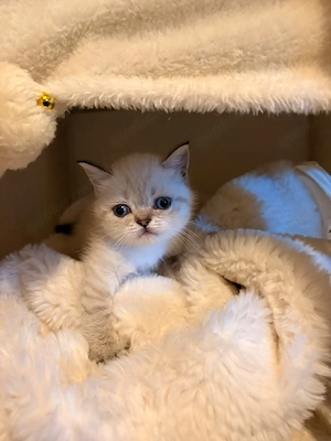 Bkh Point  Katze Fee  