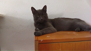 Liebevolles Zuhause für unseren Kater gesucht
