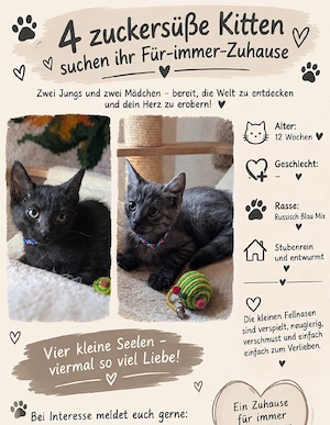 süsse russisch blau Kitten 