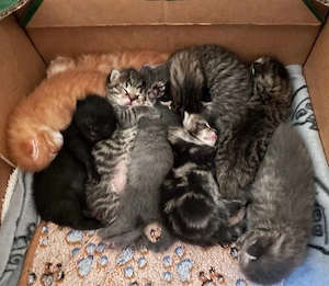 Russisch Blau vs. Maine Coon Kitten Kätzchen Babykatze