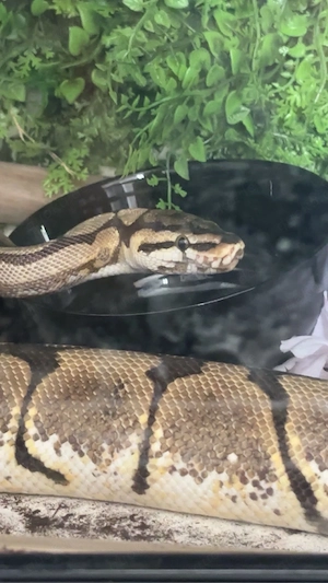 königspythons