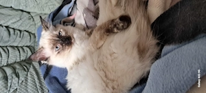Ragdoll Kitten Reinrassige 