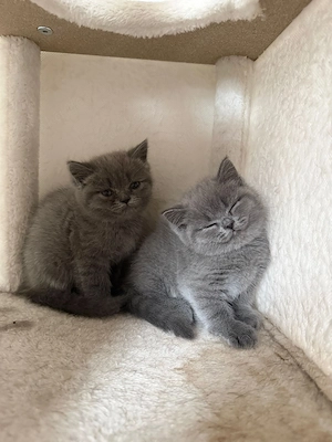 BKH Kitten Weibchen abzugeben   300     entwurmt