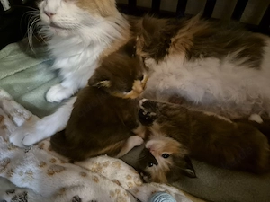 Maine Coon Perser Mix Kitten