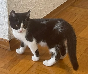 Bkh Kater 