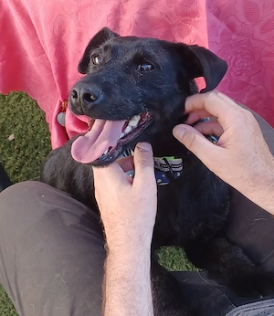 Amber, a.d.Tierschutz, sucht Happy-Home 