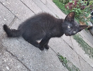 kleiner Kater sucht  
