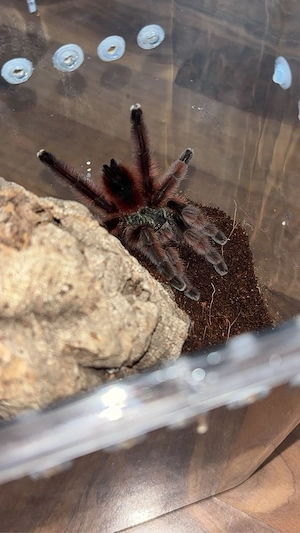 Caribena versicolor Vogelspinne