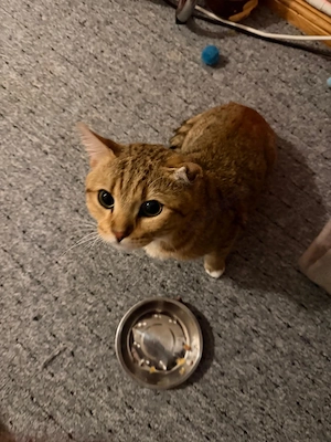 Kater britisch kurzhaar 