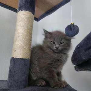 Maine Coon Kitten suchen ein schönes Zuhause