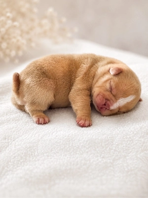 Exklusive American Bully Welpen - ABKC