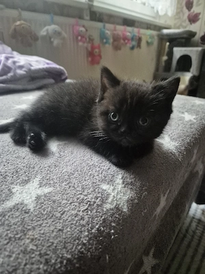 Bkh noch 2 kitten 