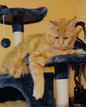 Maine Coon  katzenbabys