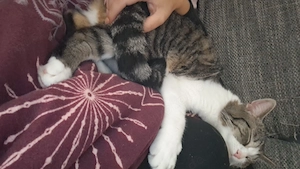 Kater sucht neues Zuhause