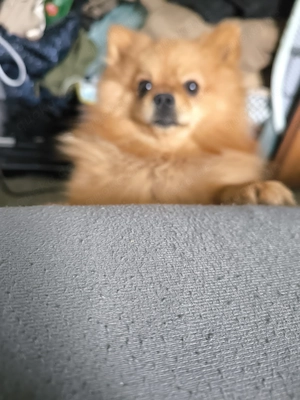 Zwergspitz Pomeranian