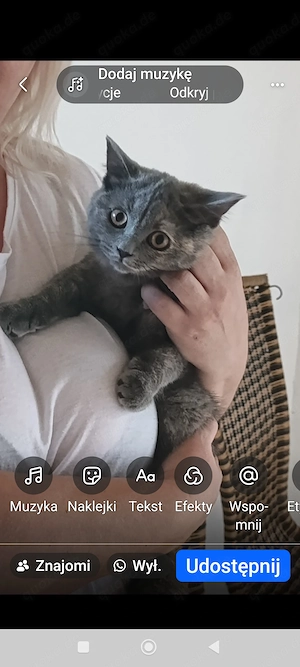 BKH Reinrassige 1 Mädchen ist frei 