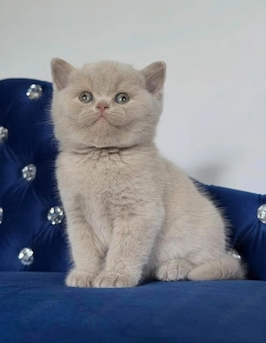 Britisch Kurzhaar Kitten   12 Wochen | Wunderschöne Familienkatzen