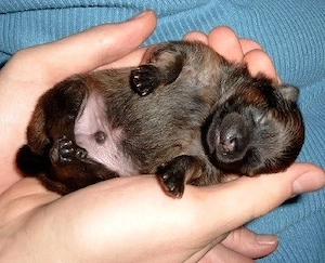 pomeranian welpe