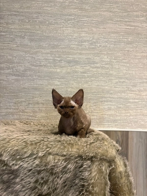 Hübsche Devon Rex Katerchen mit Stammbaum können mit 12 Wochen umziehen 