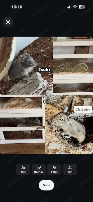2 Degus suchen ein liebevolles Zuhause